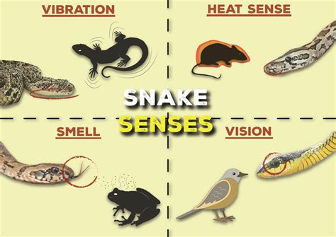soap2day social animals|How a Snake Uses the Sense of Smell .